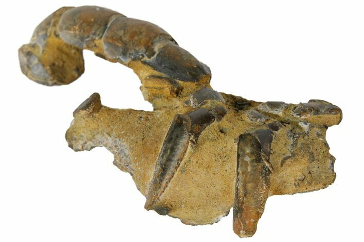 Fossil Mud Lobster (Thalassina) - Australia #109300